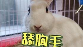 抖音以前的网红吃瓜事件,揭秘网络舆论背后的真相与争议  第1张